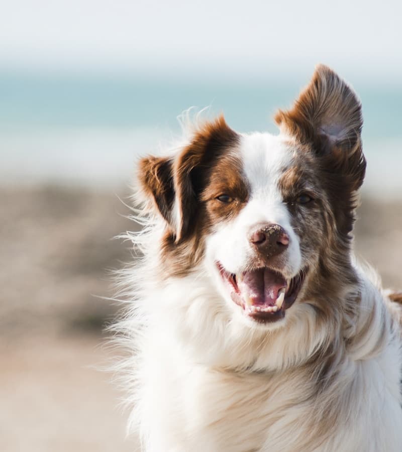 Happy golden retriever in warm sunlight